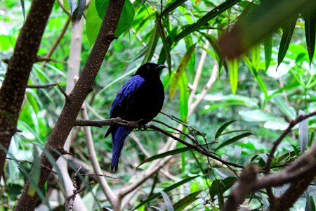 Birds animal bill