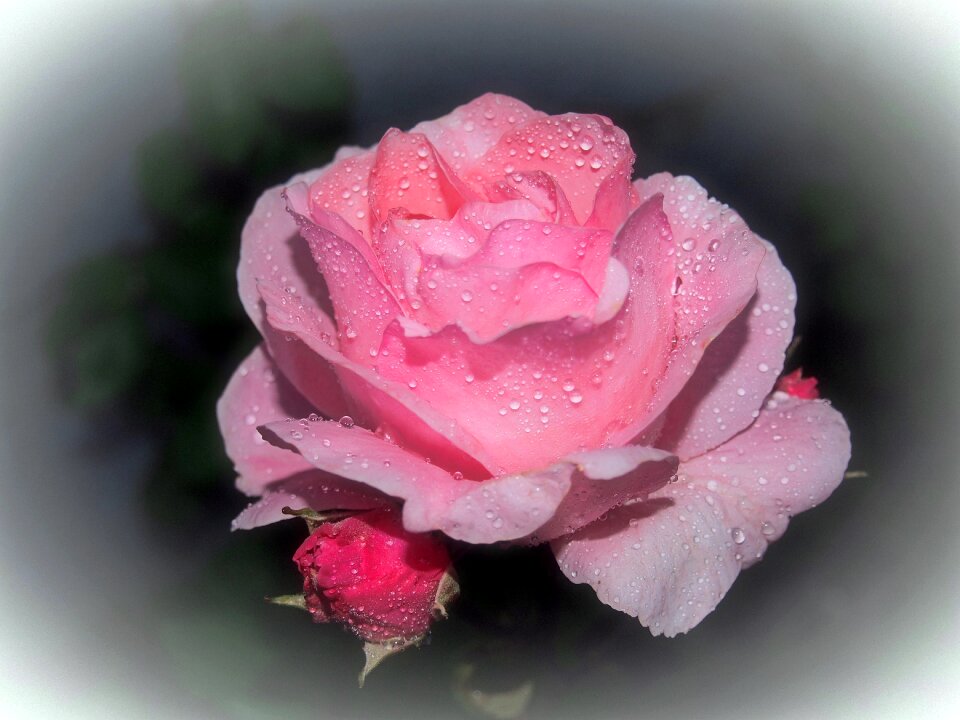 Flower garden plant