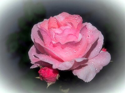 Flower garden plant