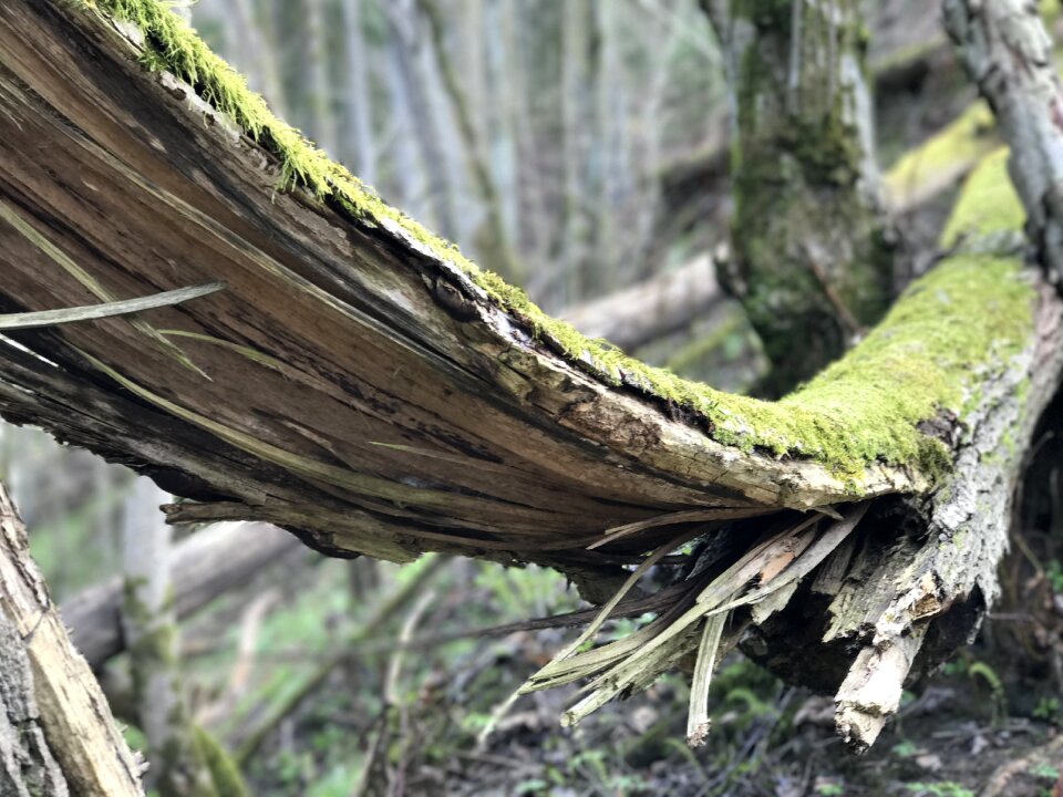 Forest nature wooden