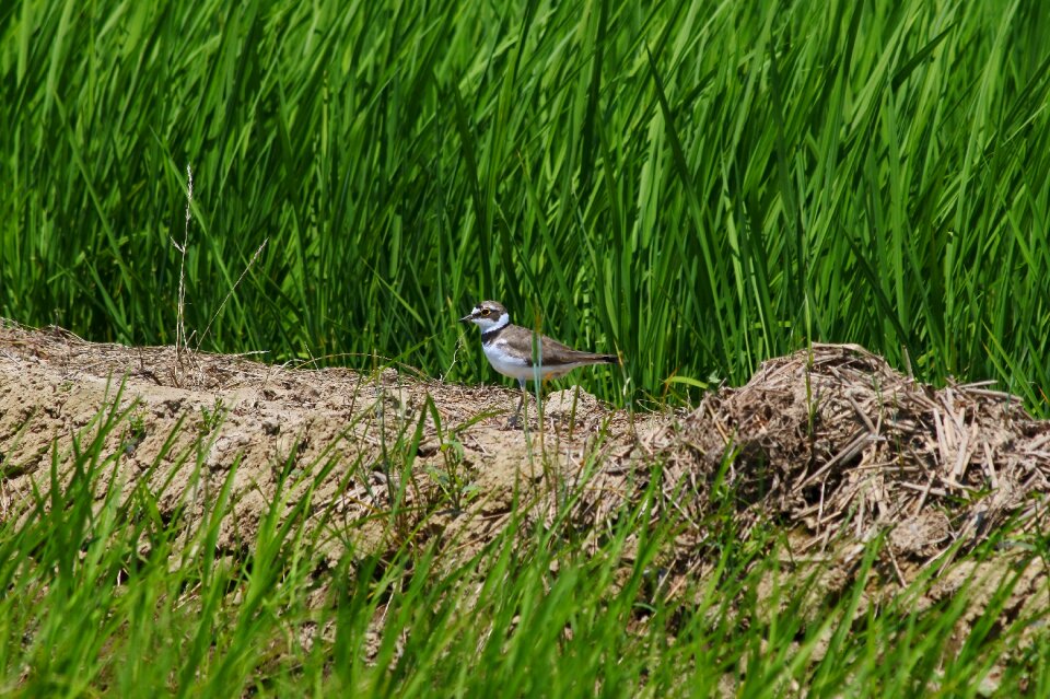Wild birds wild animal yamada's rice fields