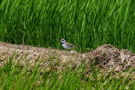 Wild birds wild animal yamada's rice fields