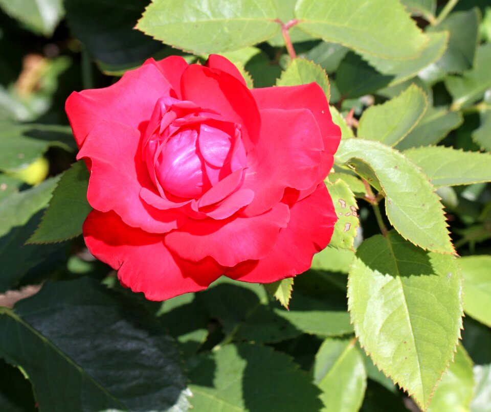 Blossom bloom flower