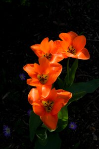 Garden botany flower