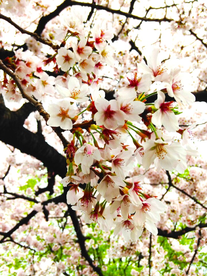 Cherry blossoms in full bloom spring photo