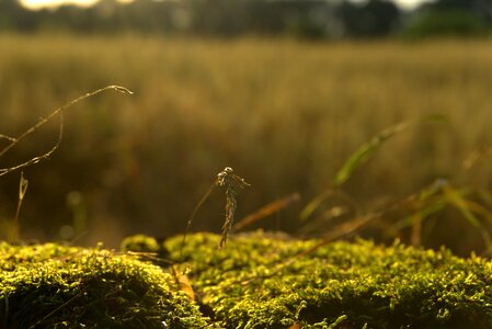 Summer backlighting sunset photo