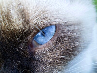 Siamese blue eyes siamese cat