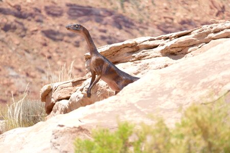 Fossil prehistoric usa photo