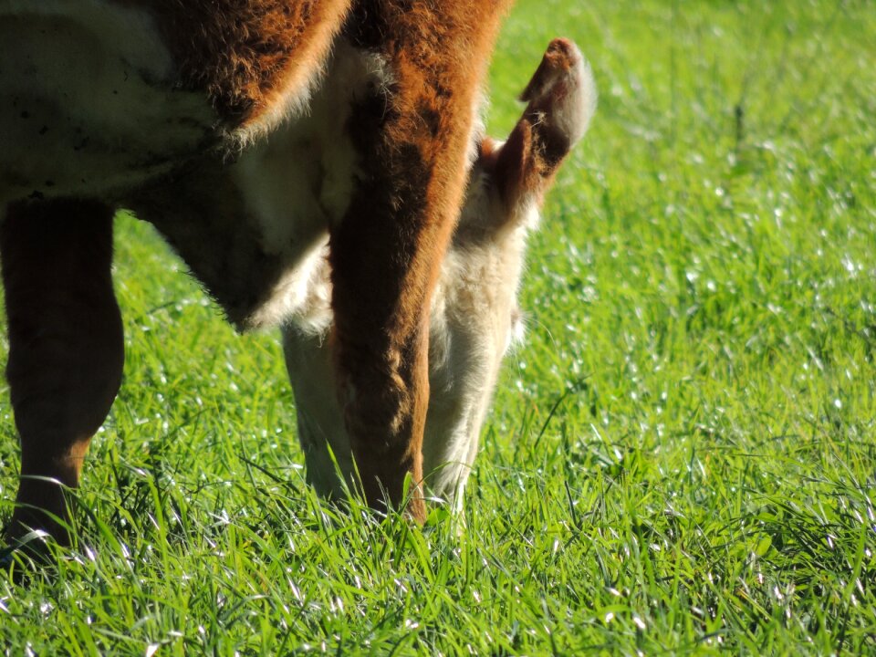 Bit pasture boi