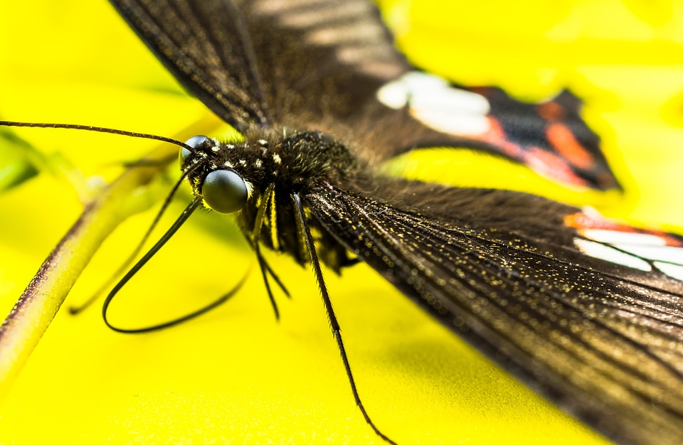 Butterfly insect Free photos