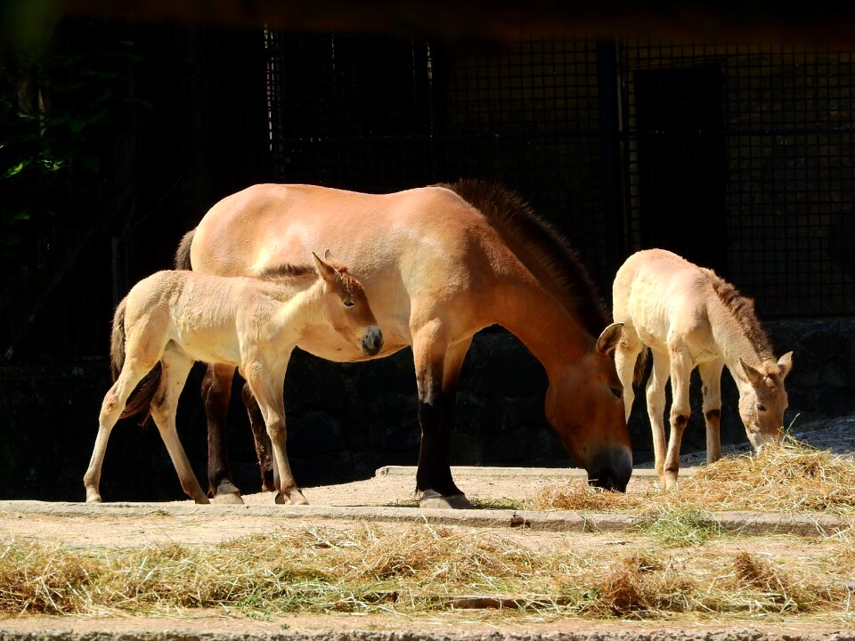 The prague zoo mongolian horse the takhi