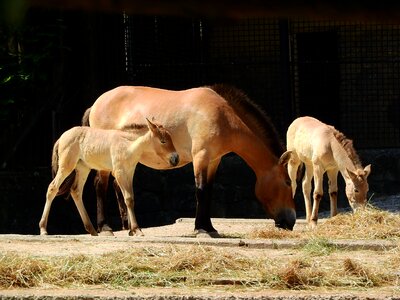 The prague zoo mongolian horse the takhi photo