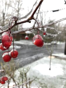 Berry nature snow