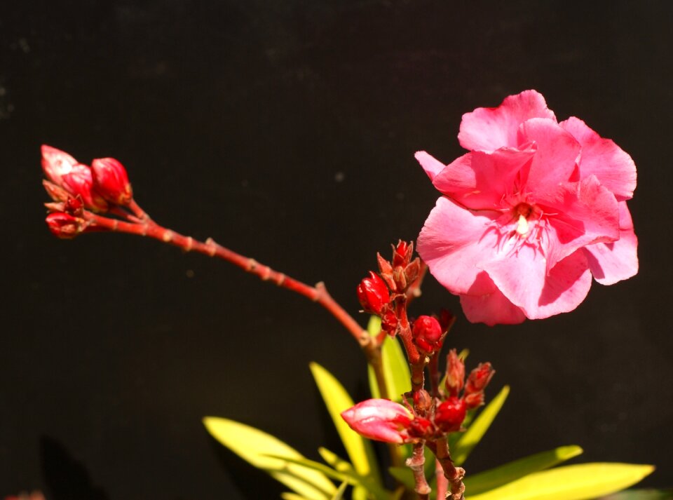 Oleander pink beauty