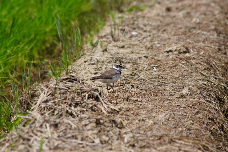 Wild birds wild animal yamada's rice fields