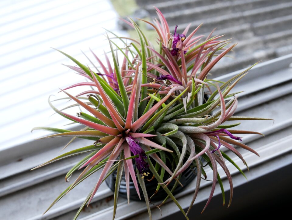 Bromeliad aechmea fasciata thailand