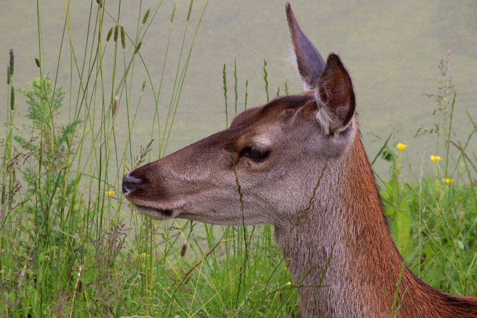 Nature roe animal photo