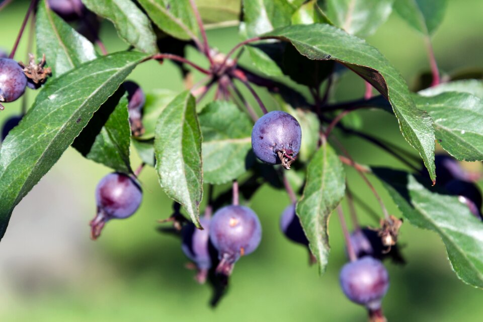 Garden harvest tree