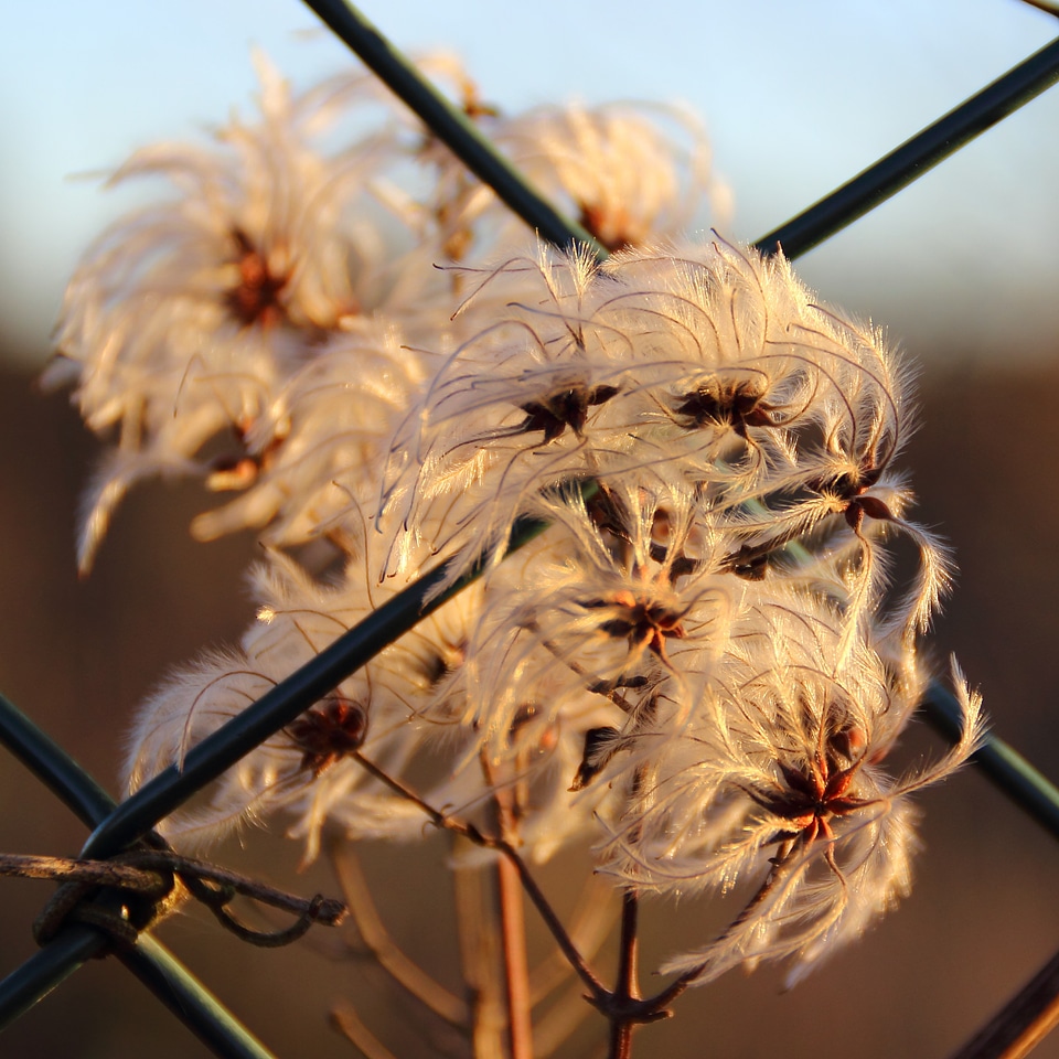 Plant feather duster wild growth