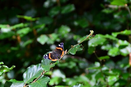 Close up butterfy flutter man