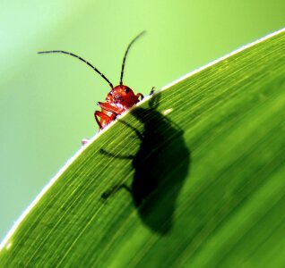 Corn leaf macro