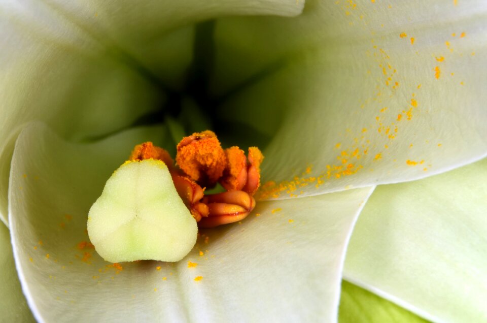 Flower close up nature