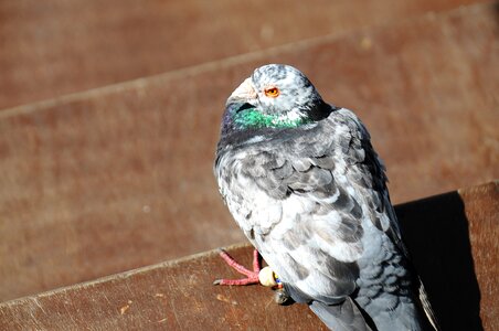 Pigeon bird animal photo