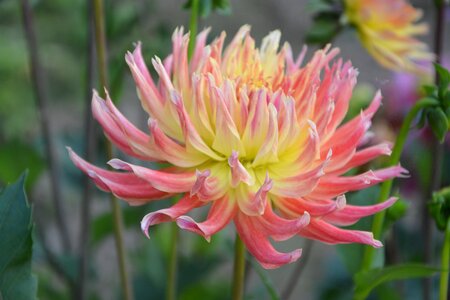 Nature pink flowering