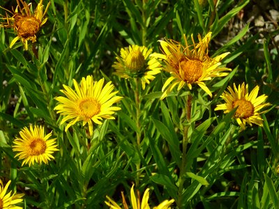 Yellow small plant meadow photo