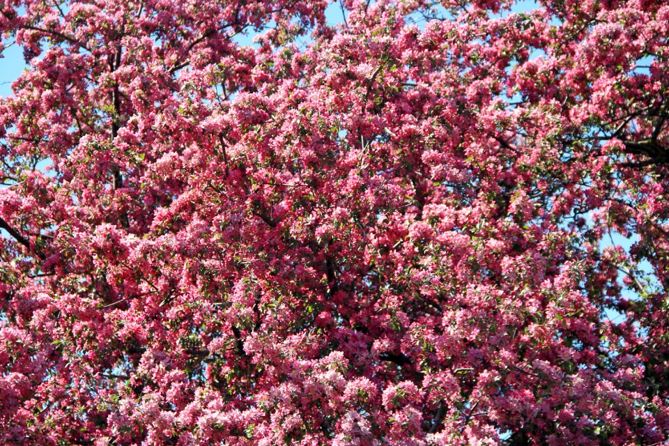 Nature flower bloom