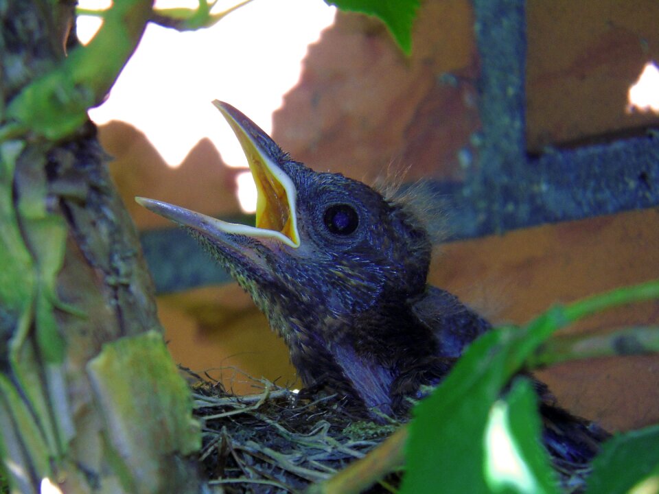 Bird's nest blackbird nest bird