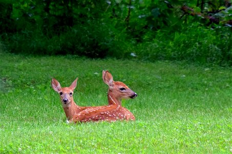 Wildlife animal cute photo