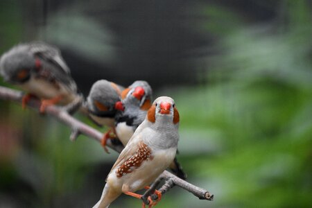 Positive birds animal
