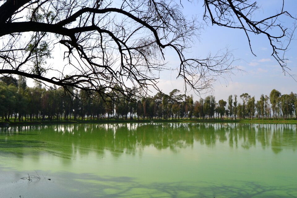 Nature water green