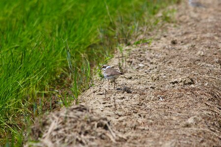 Wild birds wild animal yamada's rice fields