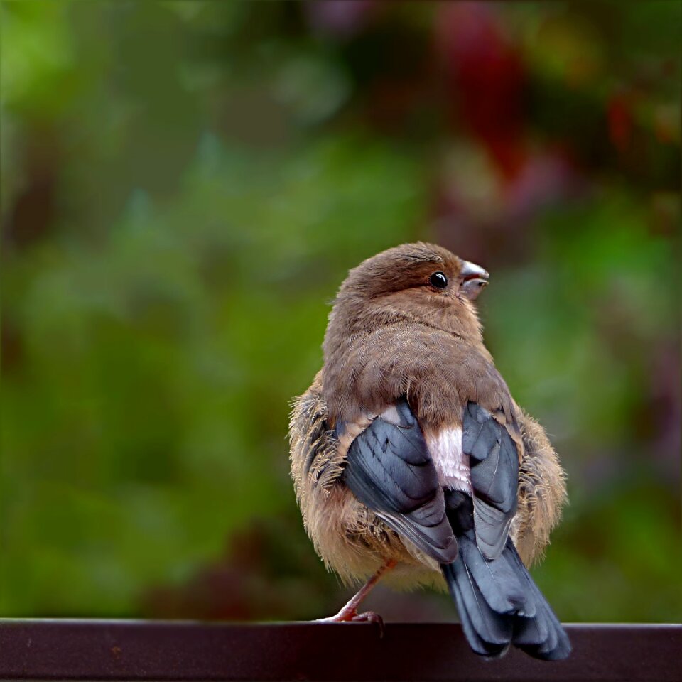 Young female foraging