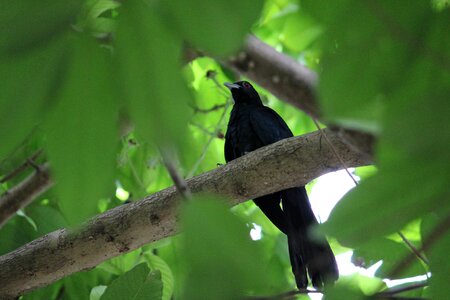 Asian koel leaves branches photo