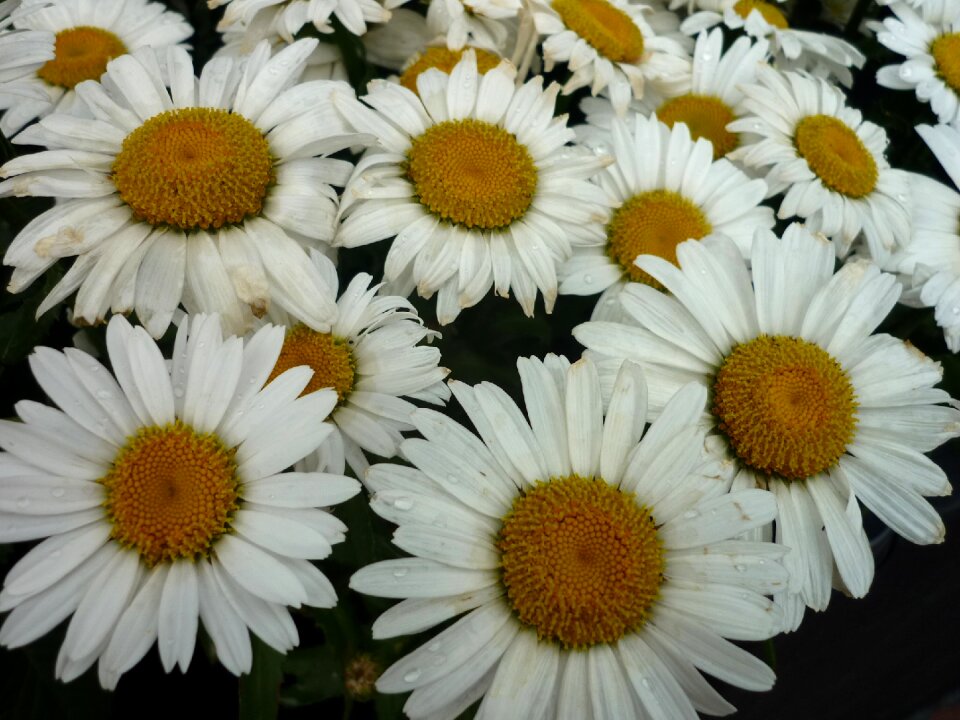 Flowers flower garden large-flowered breeding
