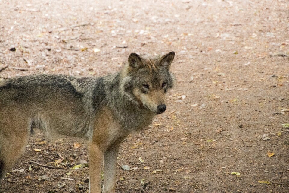 Predator wild gray