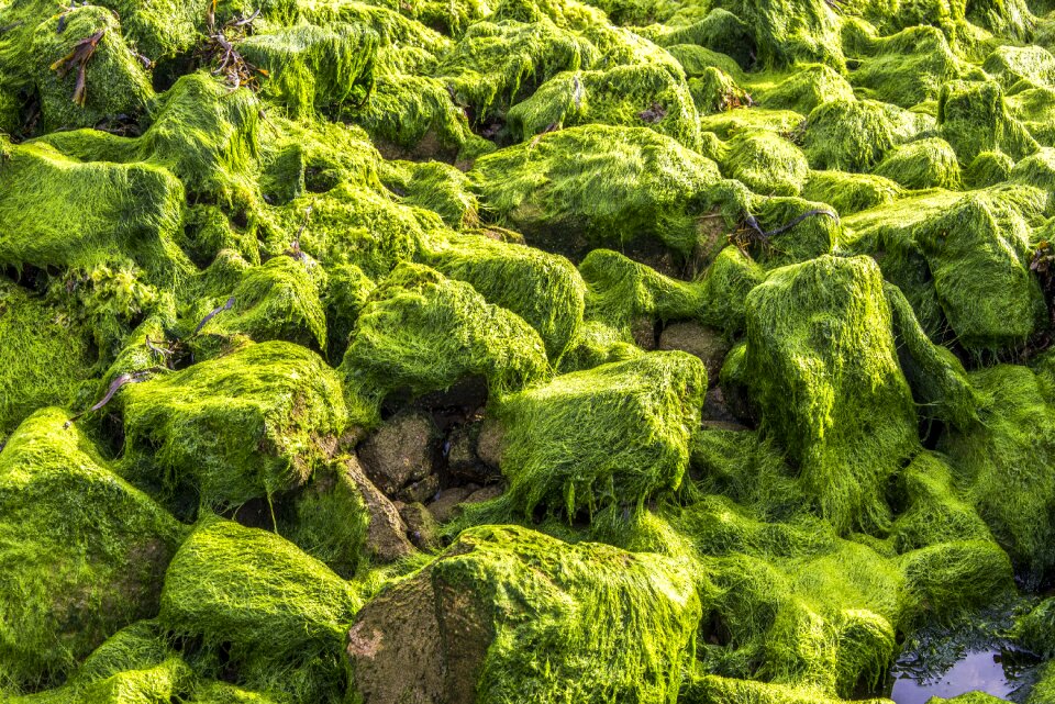 Plant colors seaside
