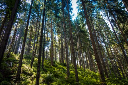 The giant mountains evergreen tree coniferous