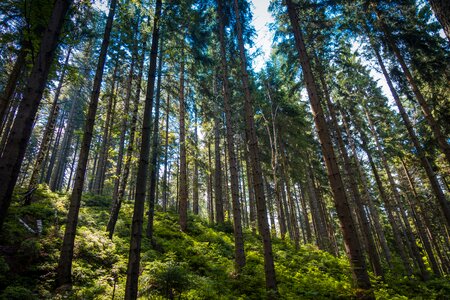 The giant mountains evergreen tree coniferous photo