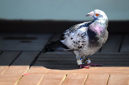 Pigeon bird animal photo