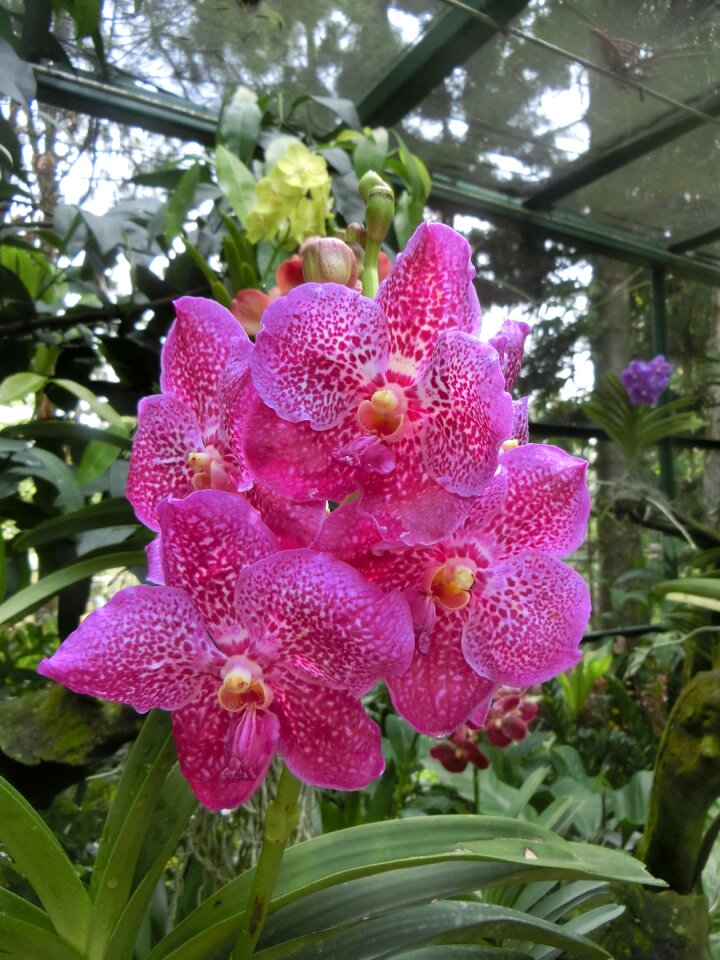 Tropical purple