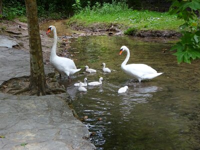 Water lake white swan photo