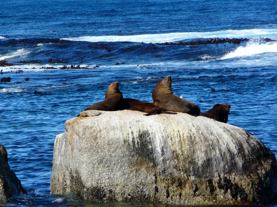 Lion marine africa