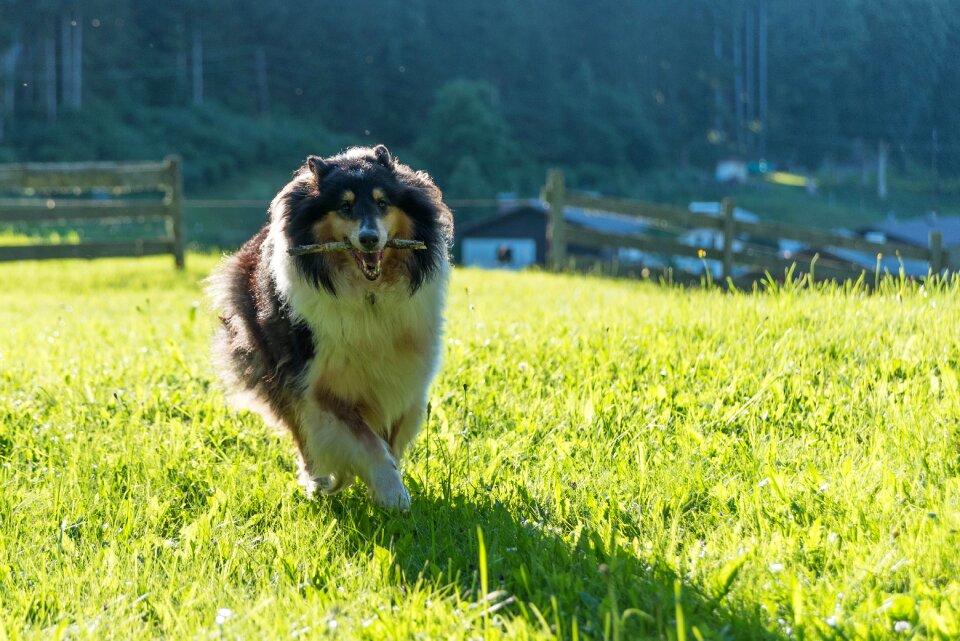 British sheepdog animal pet photo