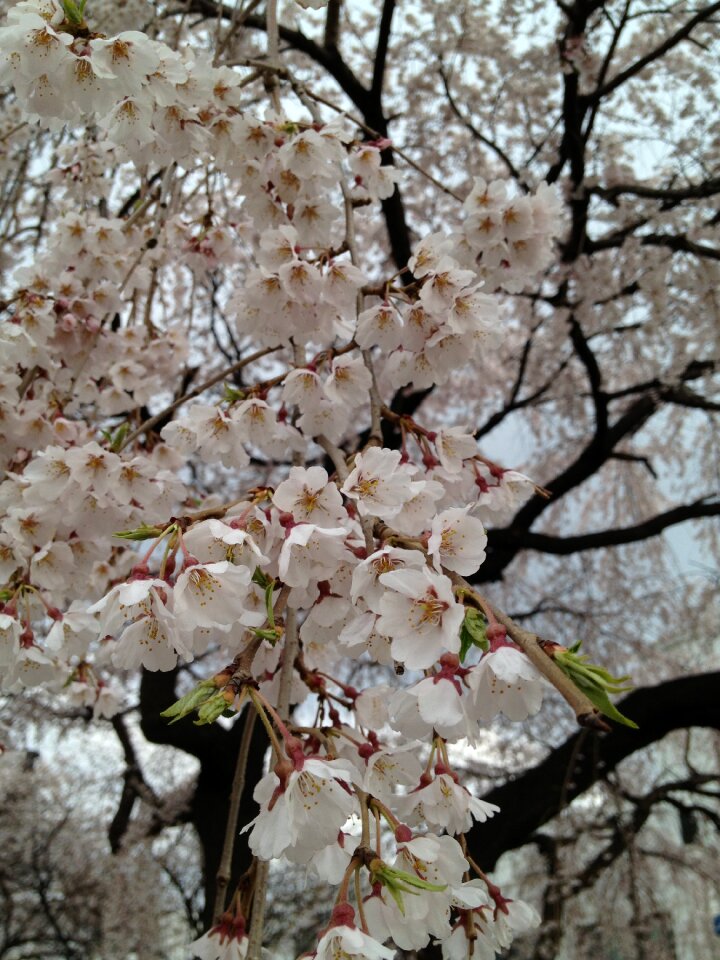 Peruse the library spring cherry blossom