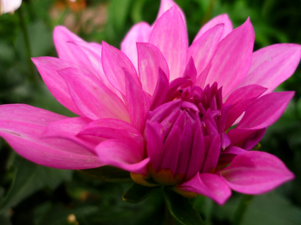 Blossom bloom garden plant