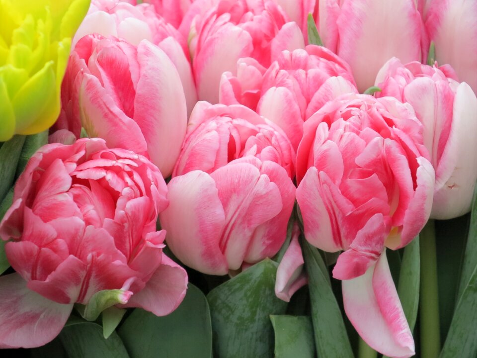 Flower spring pink